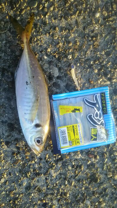 大阪湾南港アジング　朝まずめ